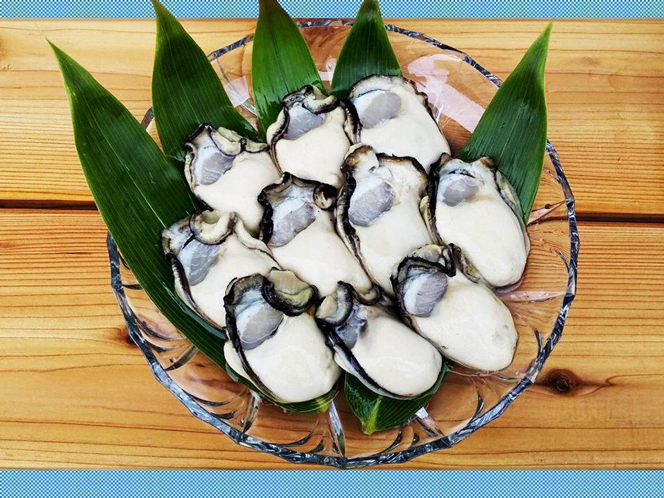 七尾湾から水揚げしたばかりの新鮮な「能登かき」